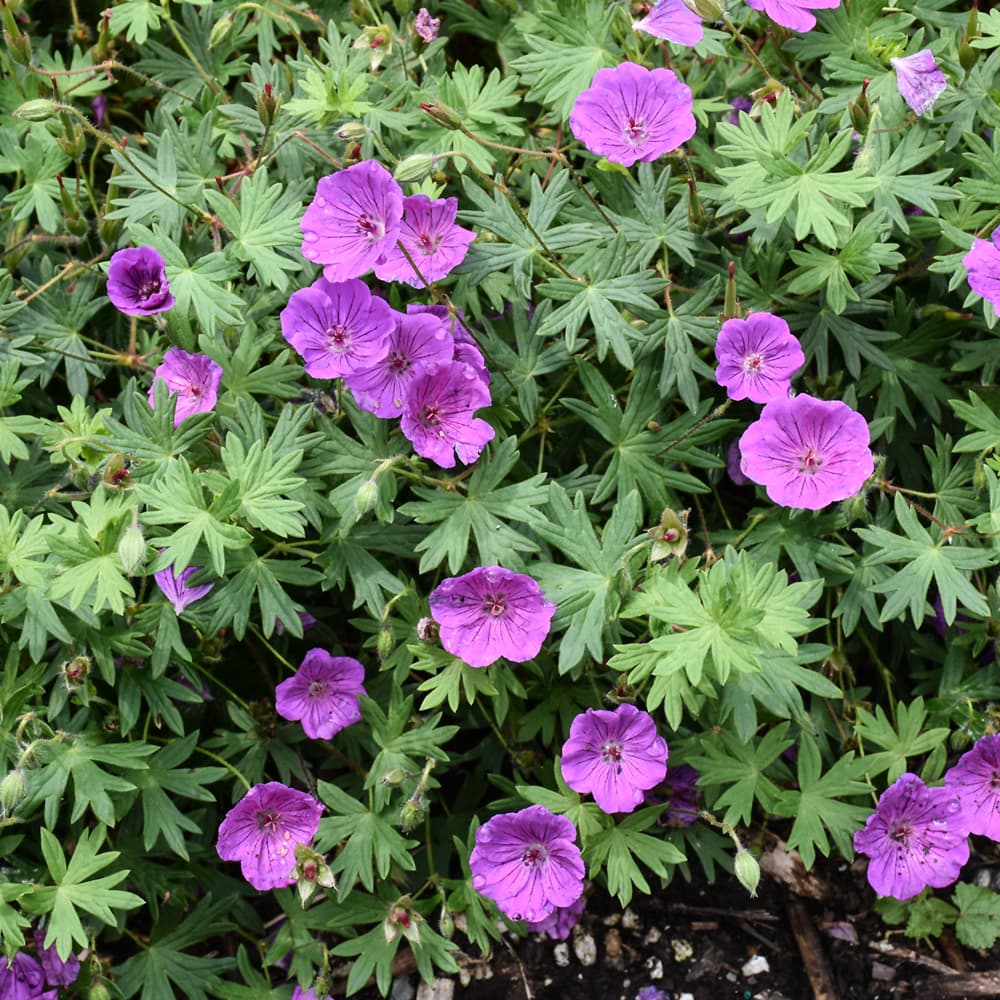 NetPS Plant Finder (www.netpsplantfinder.com)