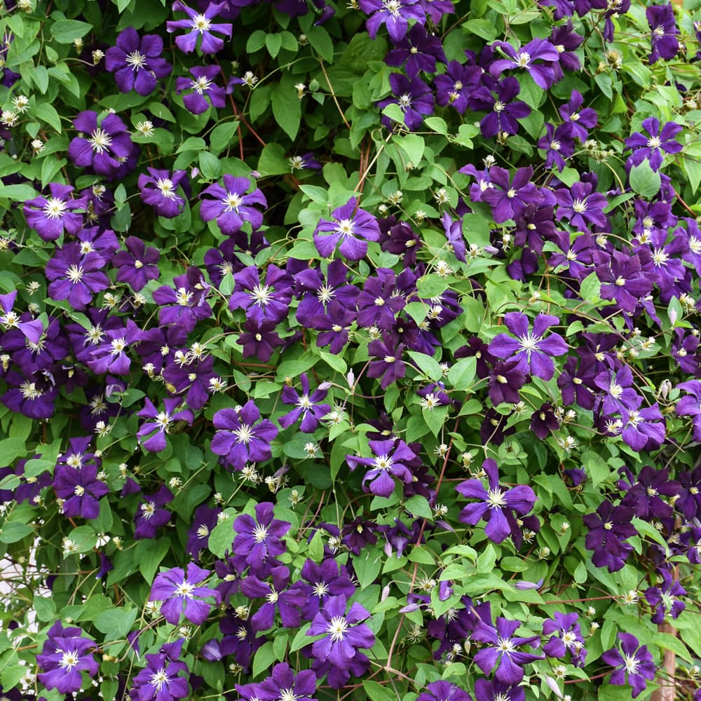 NetPS Plant Finder (www.netpsplantfinder.com)
