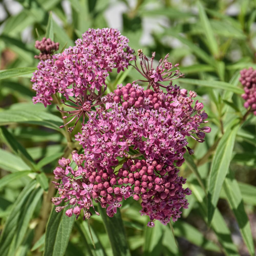 NetPS Plant Finder (www.netpsplantfinder.com)