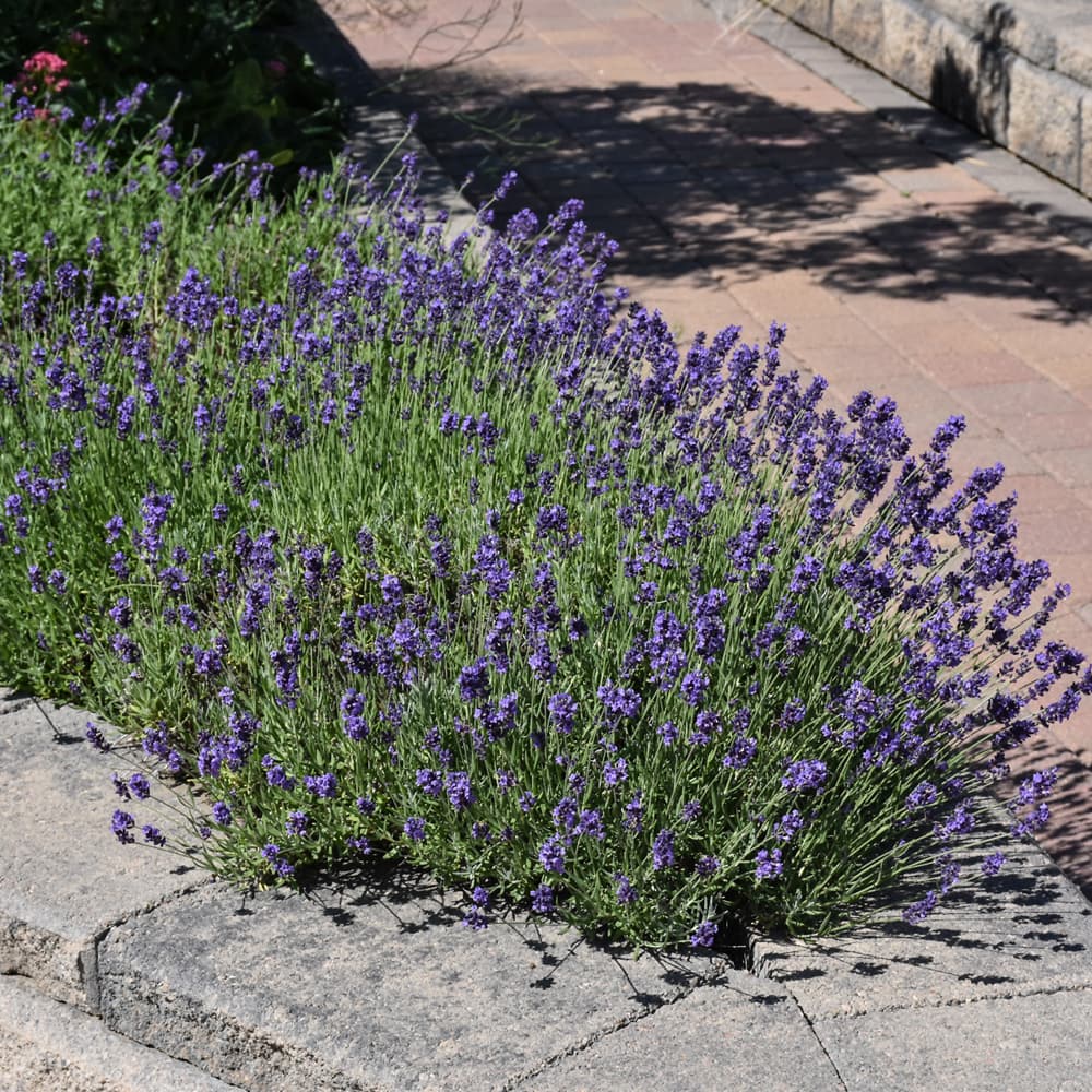NetPS Plant Finder (www.netpsplantfinder.com)