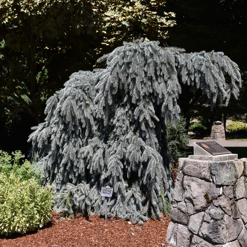 NetPS Plant Finder (www.netpsplantfinder.com)