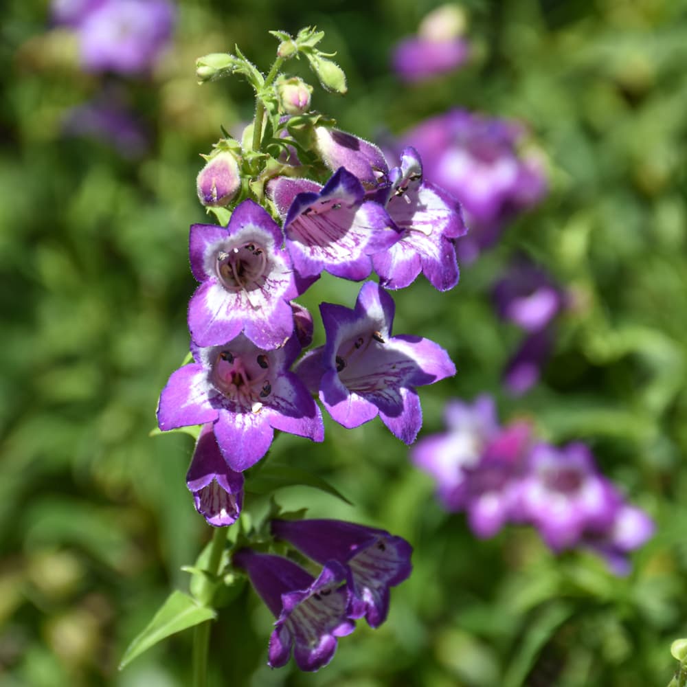 NetPS Plant Finder (www.netpsplantfinder.com)