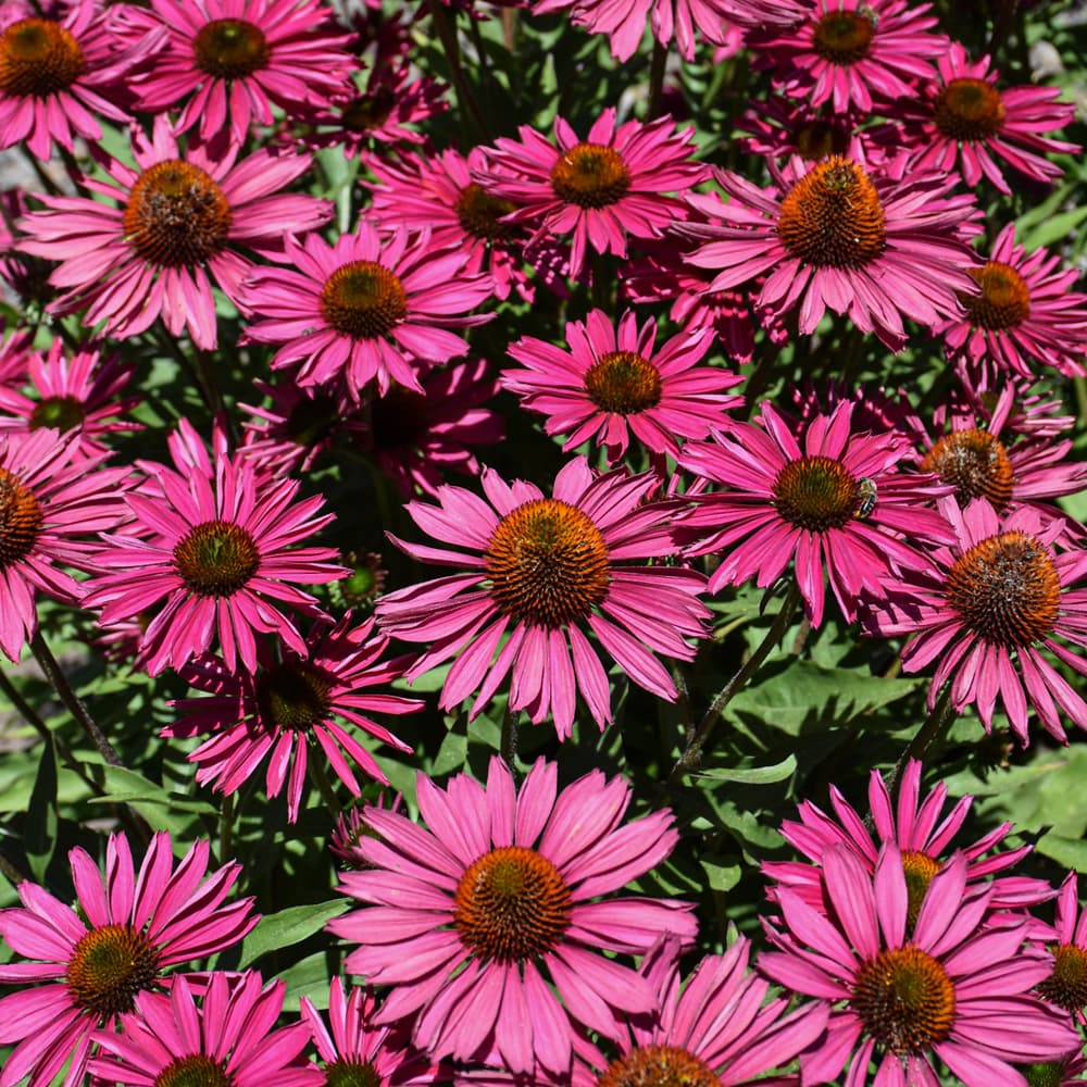 NetPS Plant Finder (www.netpsplantfinder.com)