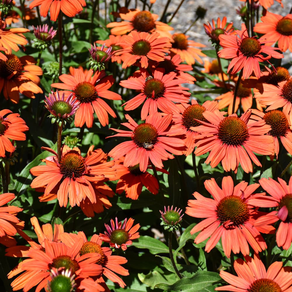 NetPS Plant Finder (www.netpsplantfinder.com)