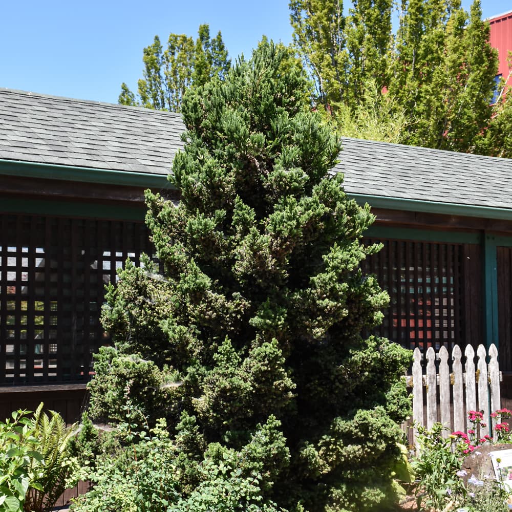 NetPS Plant Finder (www.netpsplantfinder.com)