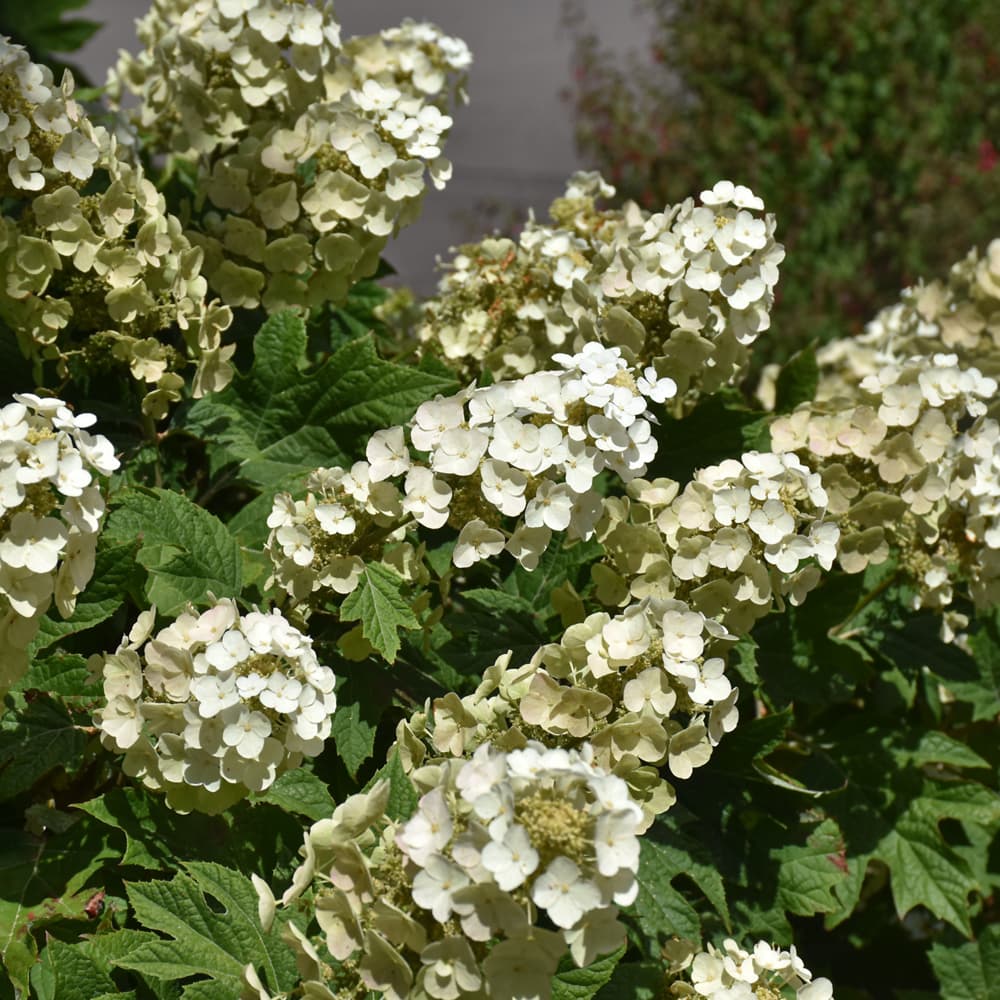 NetPS Plant Finder (www.netpsplantfinder.com)