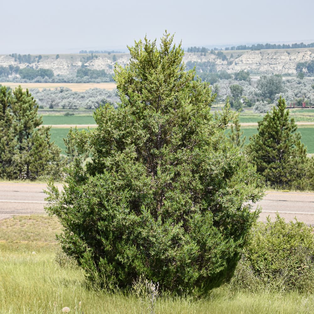 NetPS Plant Finder (www.netpsplantfinder.com)