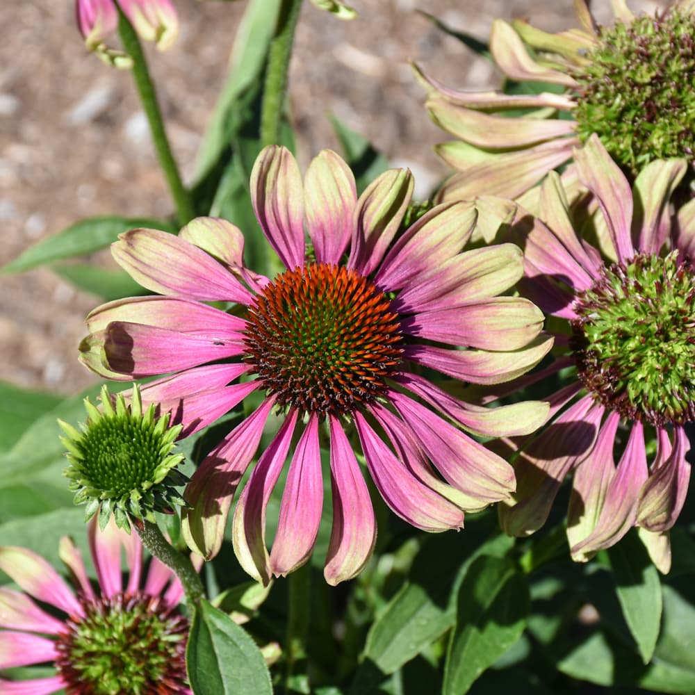 NetPS Plant Finder (www.netpsplantfinder.com)