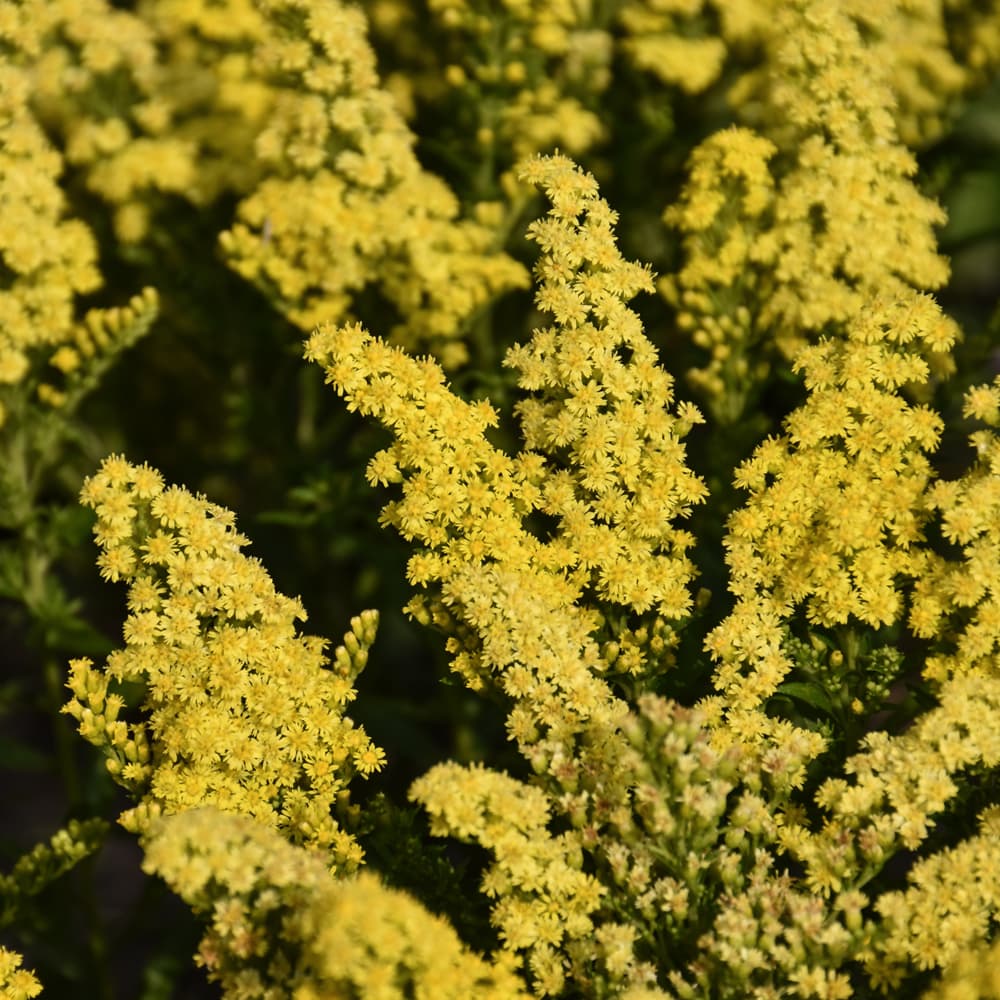 NetPS Plant Finder (www.netpsplantfinder.com)