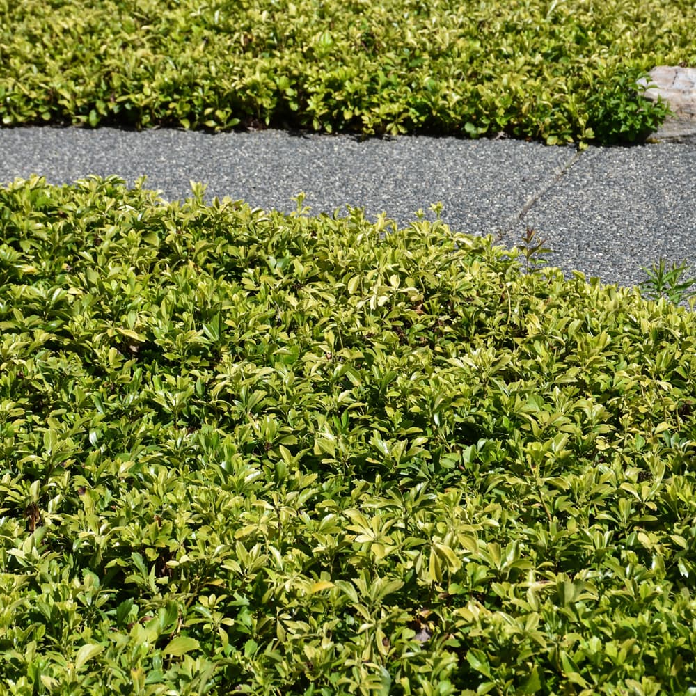 NetPS Plant Finder (www.netpsplantfinder.com)