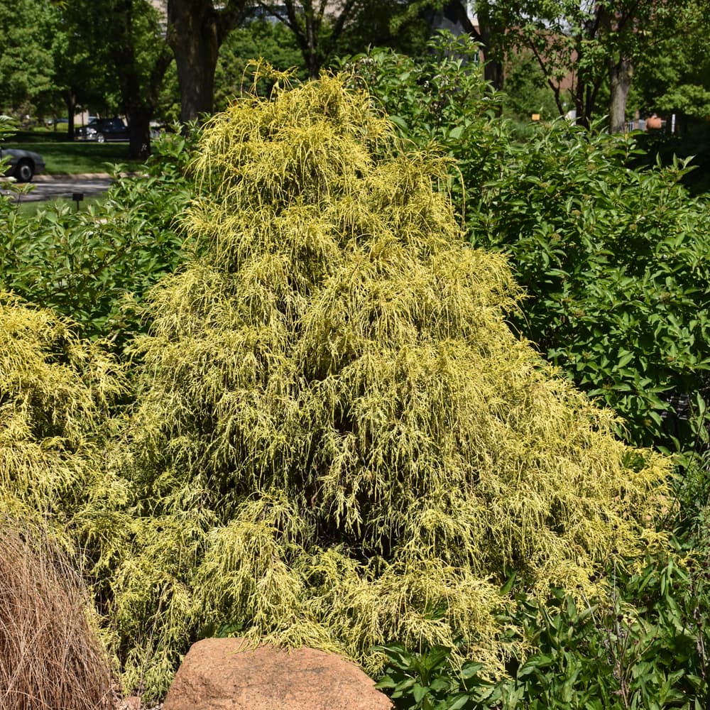 NetPS Plant Finder (www.netpsplantfinder.com)