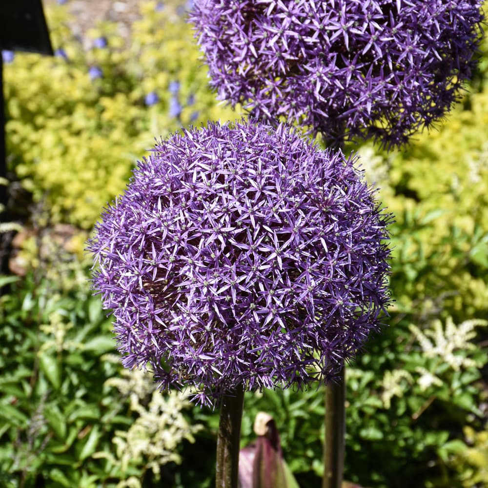 NetPS Plant Finder (www.netpsplantfinder.com)