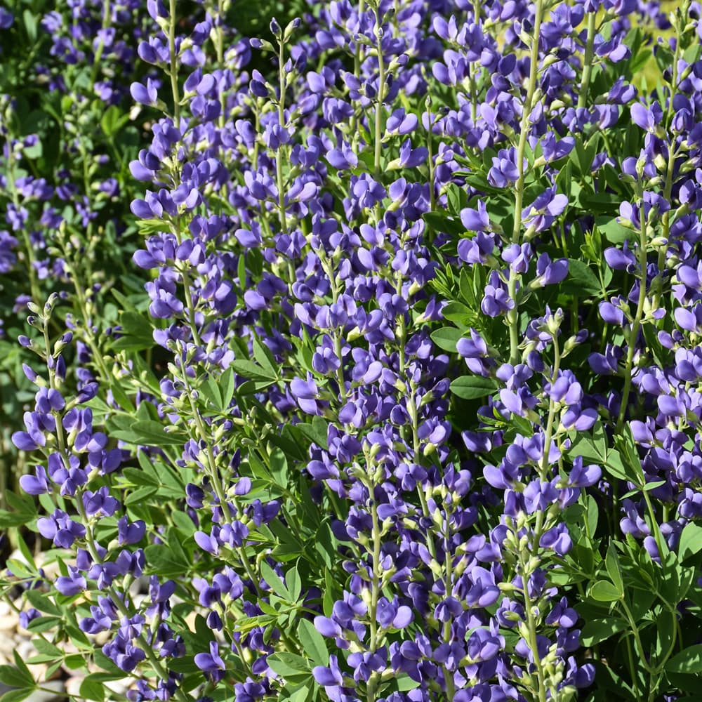 NetPS Plant Finder (www.netpsplantfinder.com)