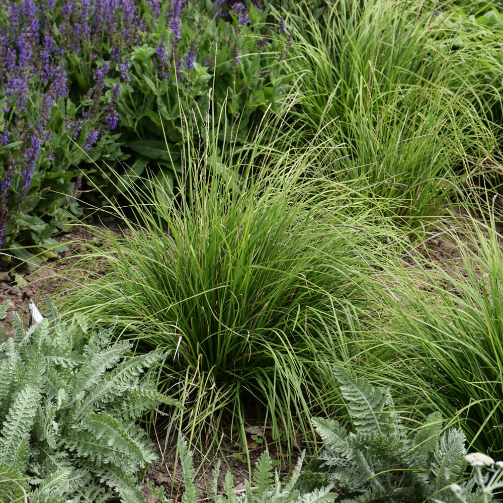 NetPS Plant Finder (www.netpsplantfinder.com)