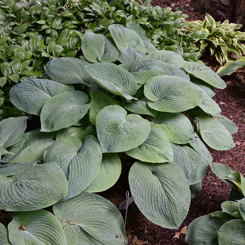 NetPS Plant Finder (www.netpsplantfinder.com)