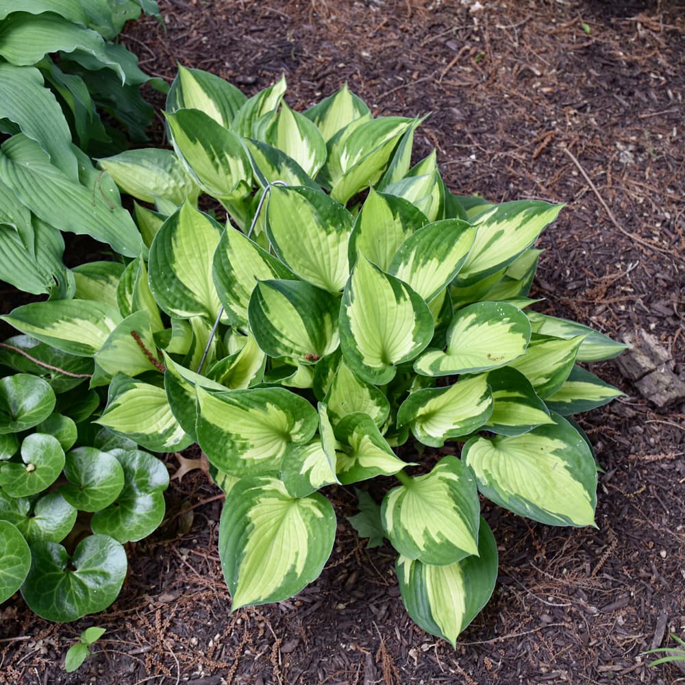 NetPS Plant Finder (www.netpsplantfinder.com)