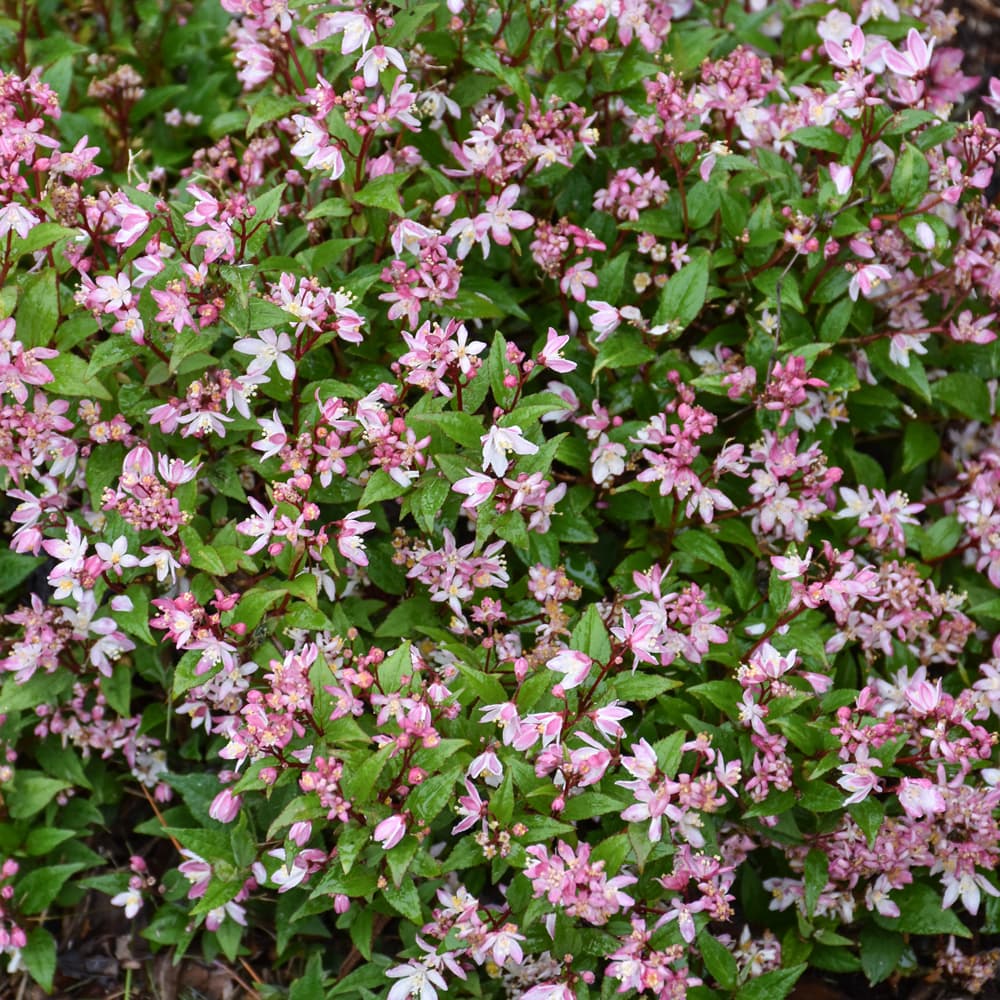 NetPS Plant Finder (www.netpsplantfinder.com)