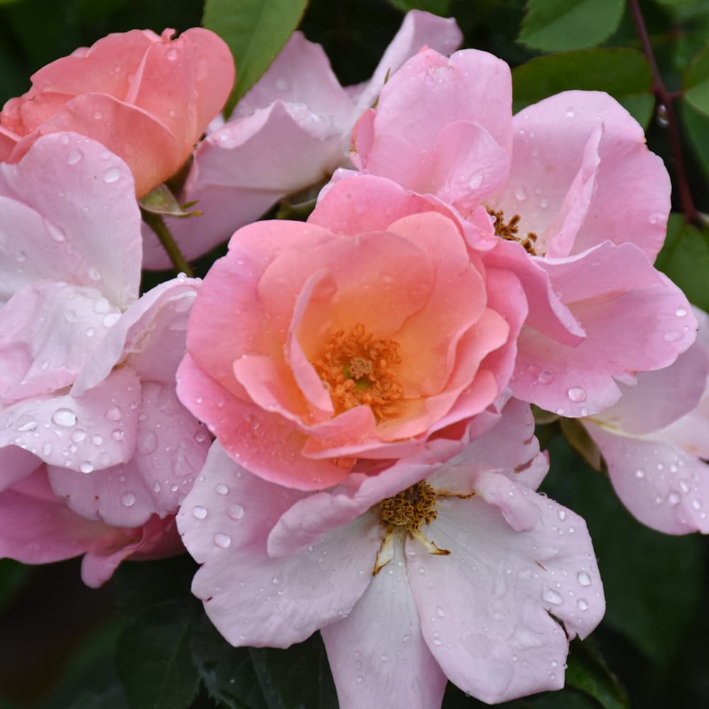 NetPS Plant Finder (www.netpsplantfinder.com)