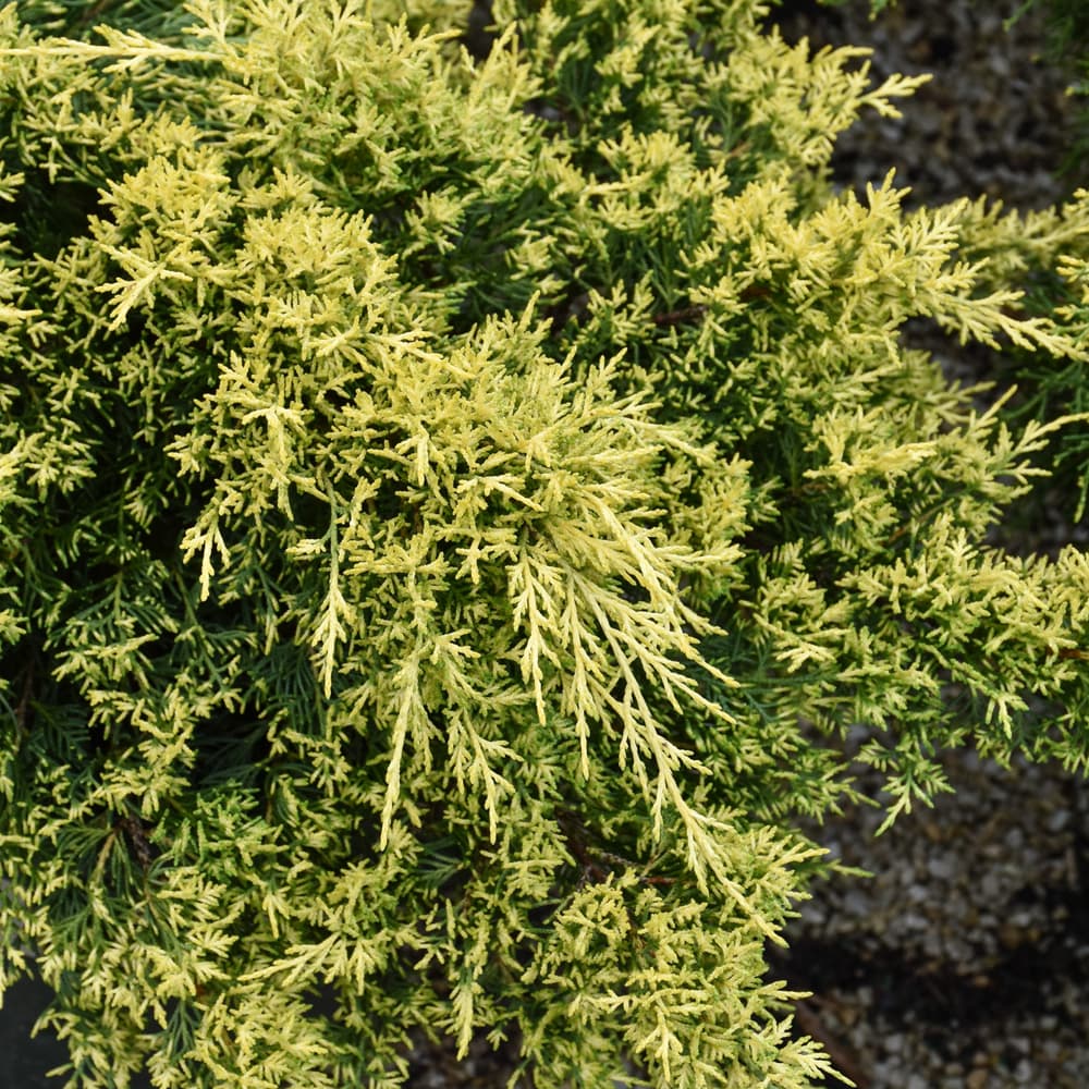 NetPS Plant Finder (www.netpsplantfinder.com)
