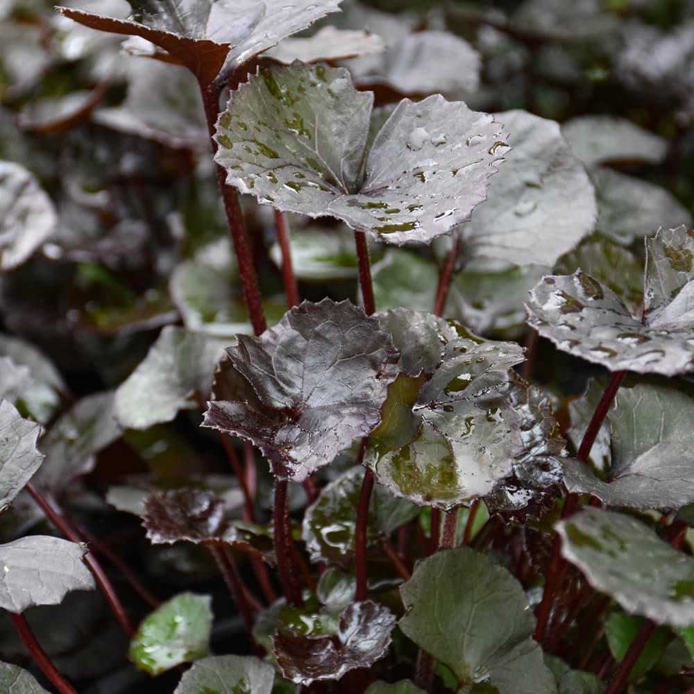 NetPS Plant Finder (www.netpsplantfinder.com)