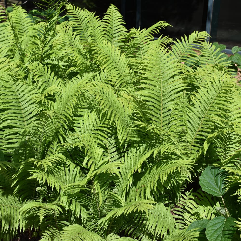 NetPS Plant Finder (www.netpsplantfinder.com)