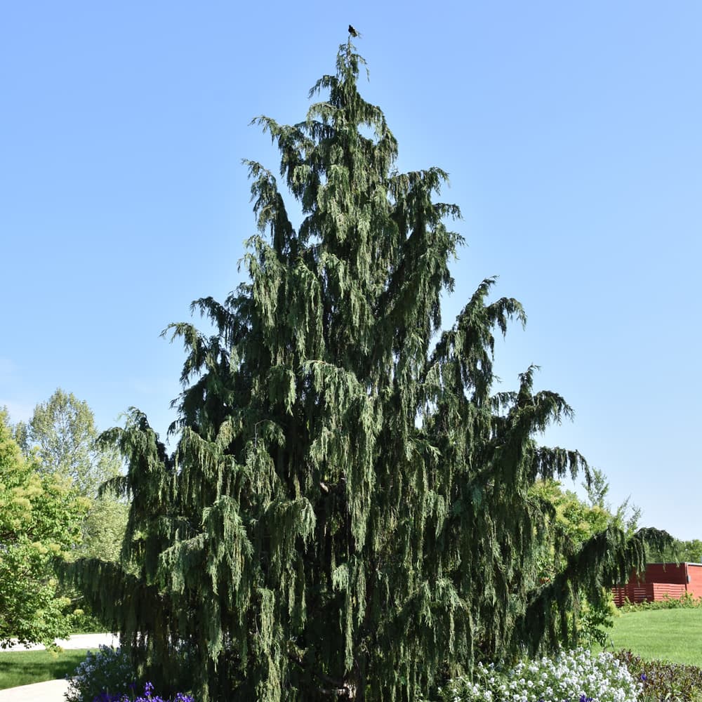 NetPS Plant Finder (www.netpsplantfinder.com)