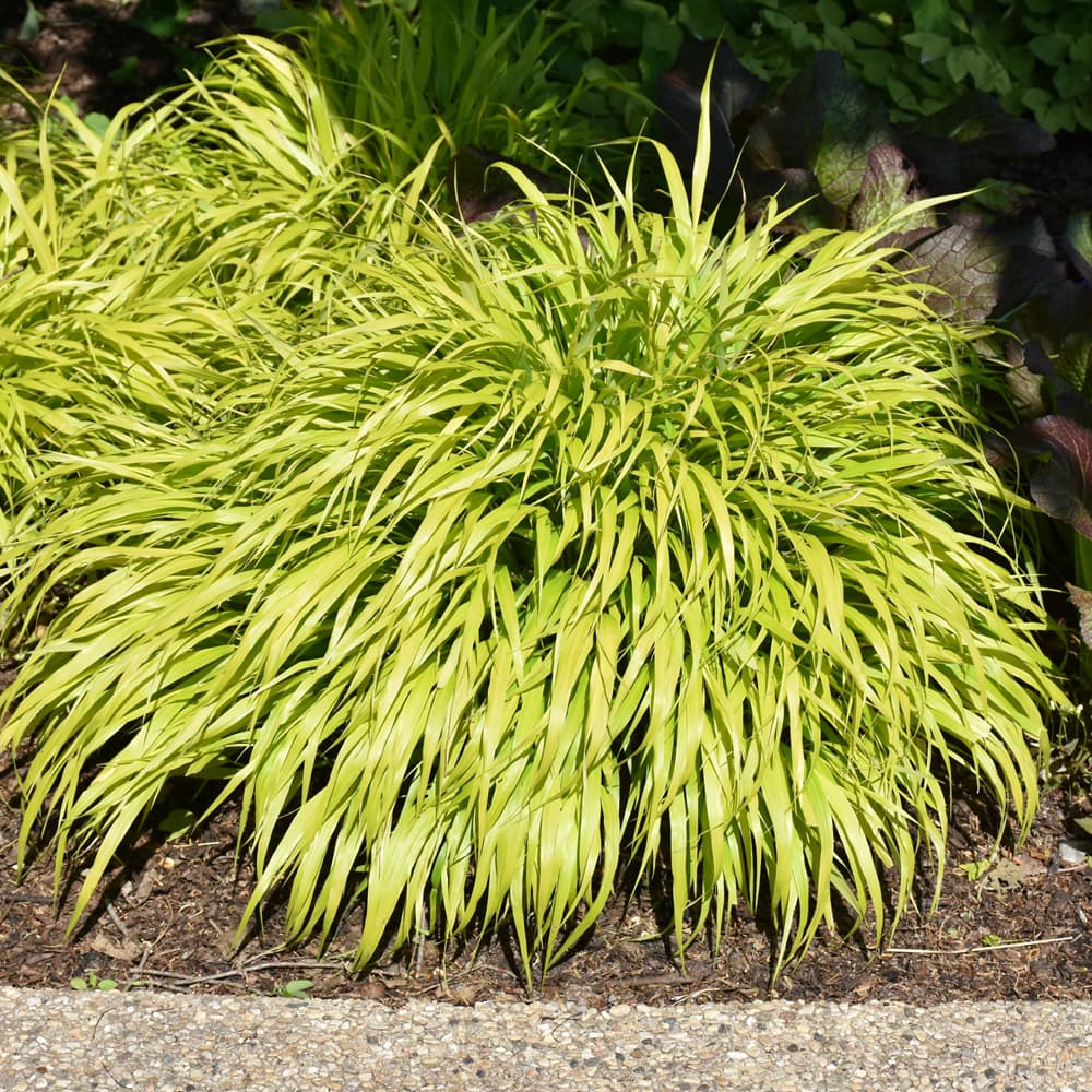 NetPS Plant Finder (www.netpsplantfinder.com)