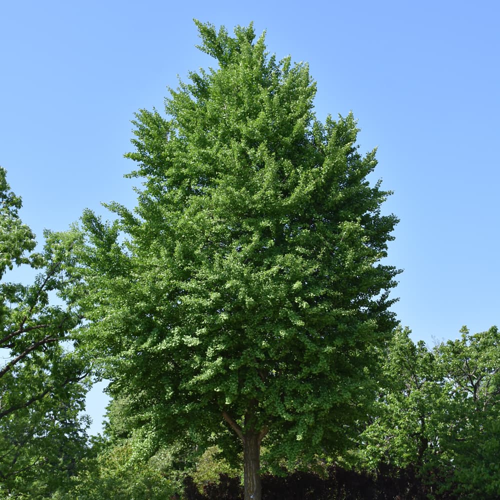 NetPS Plant Finder (www.netpsplantfinder.com)