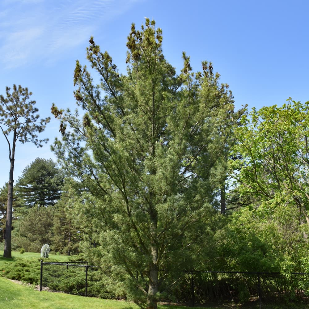 NetPS Plant Finder (www.netpsplantfinder.com)