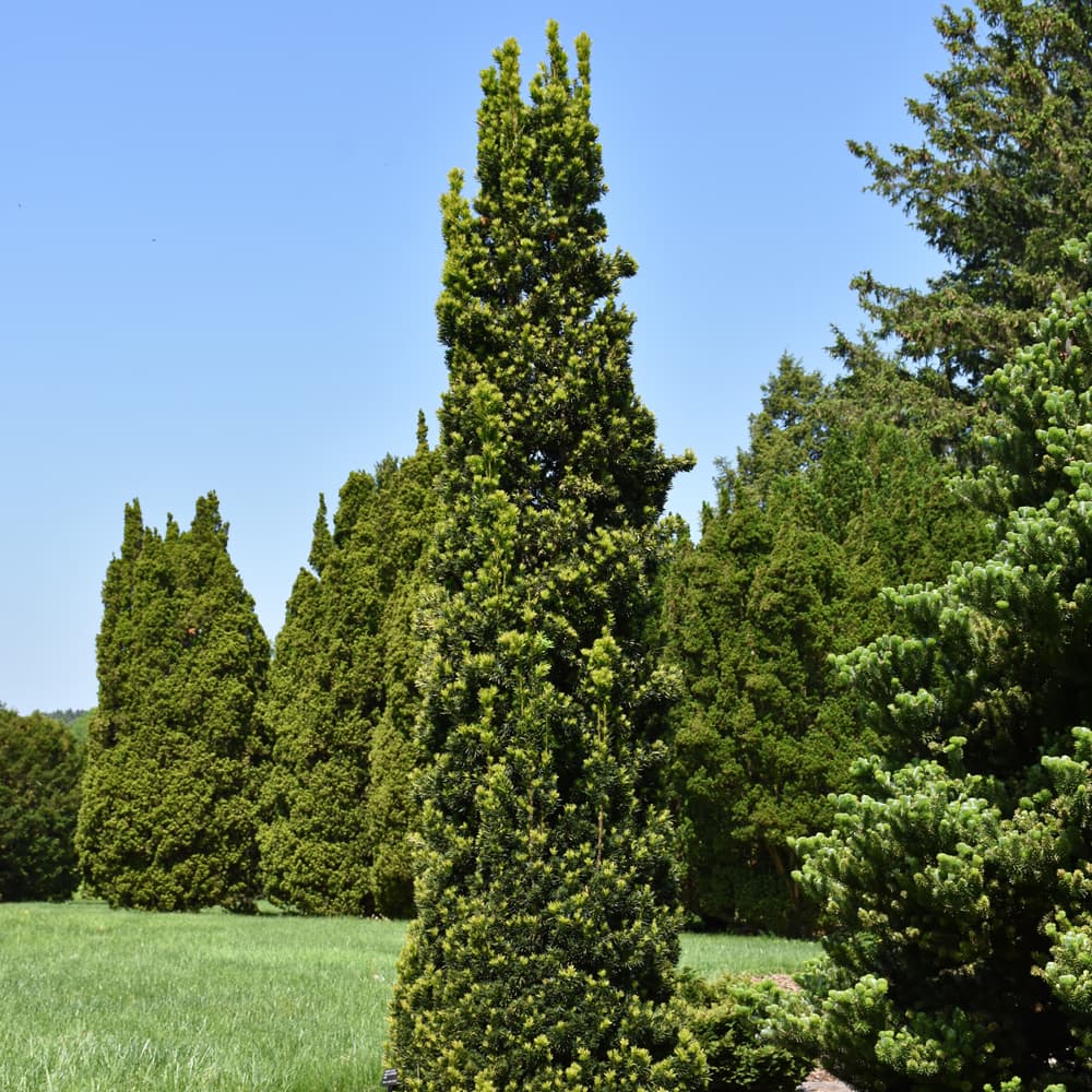 NetPS Plant Finder (www.netpsplantfinder.com)