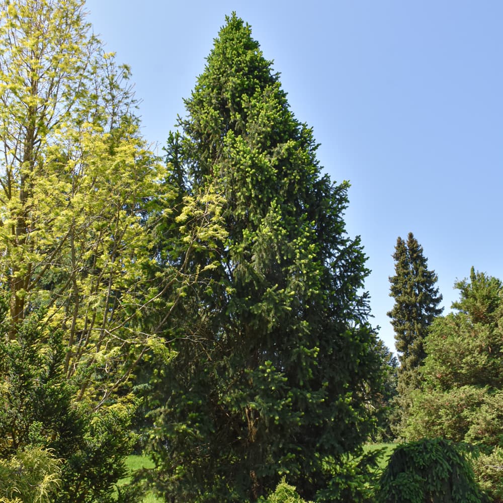 NetPS Plant Finder (www.netpsplantfinder.com)