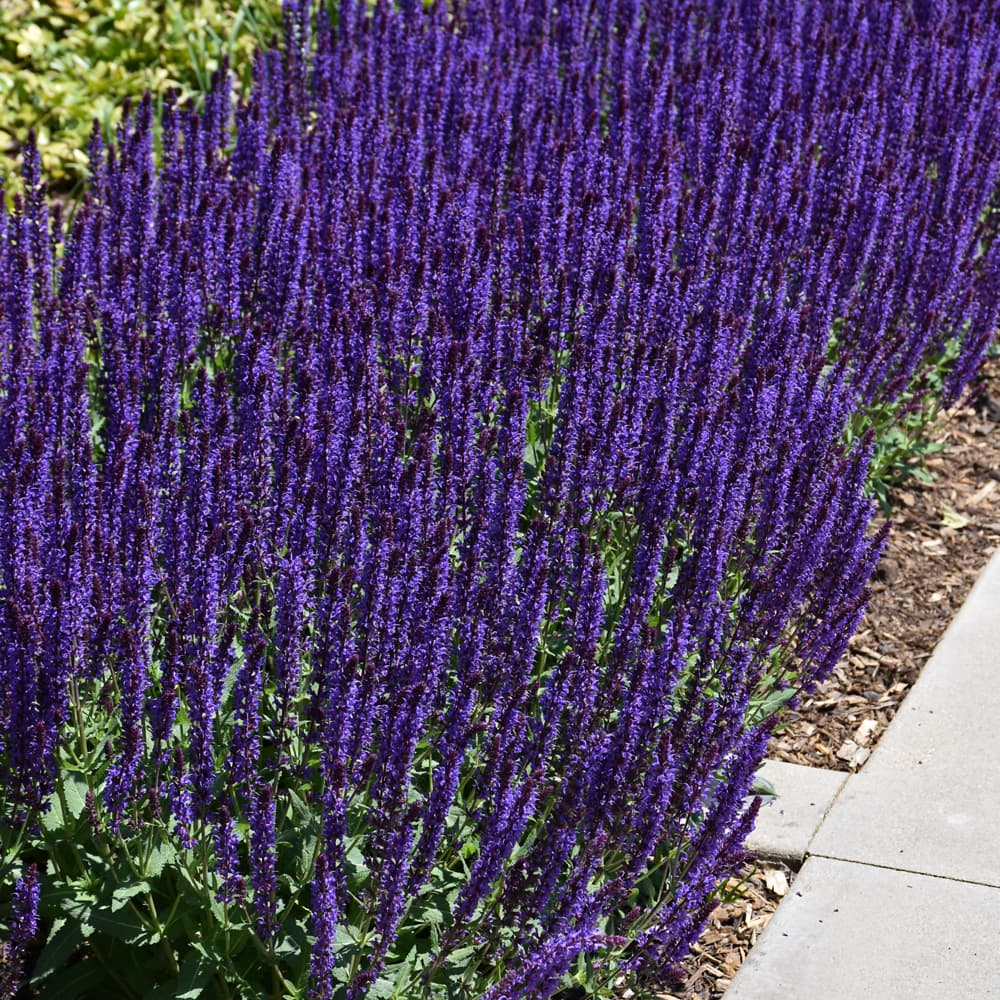 NetPS Plant Finder (www.netpsplantfinder.com)