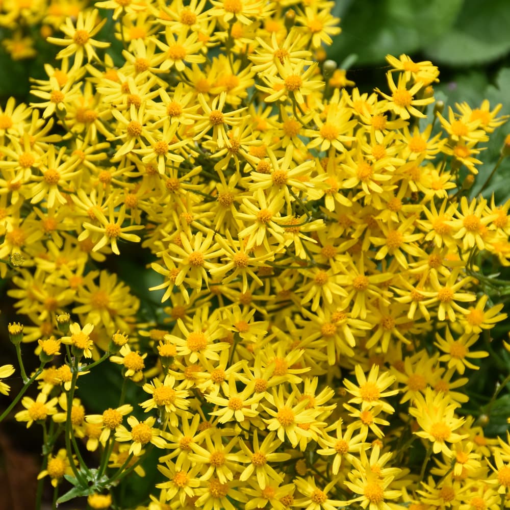 NetPS Plant Finder (www.netpsplantfinder.com)