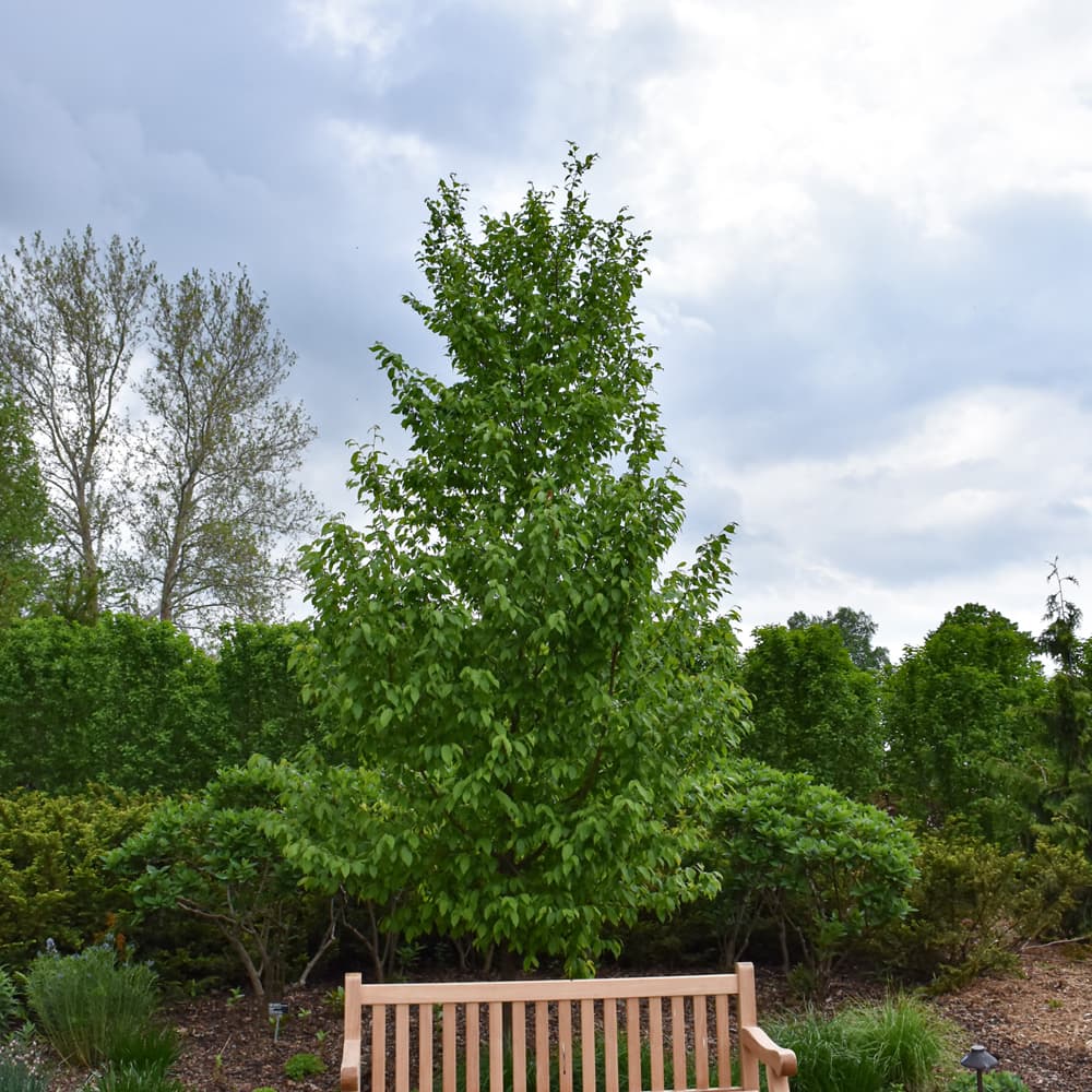 NetPS Plant Finder (www.netpsplantfinder.com)