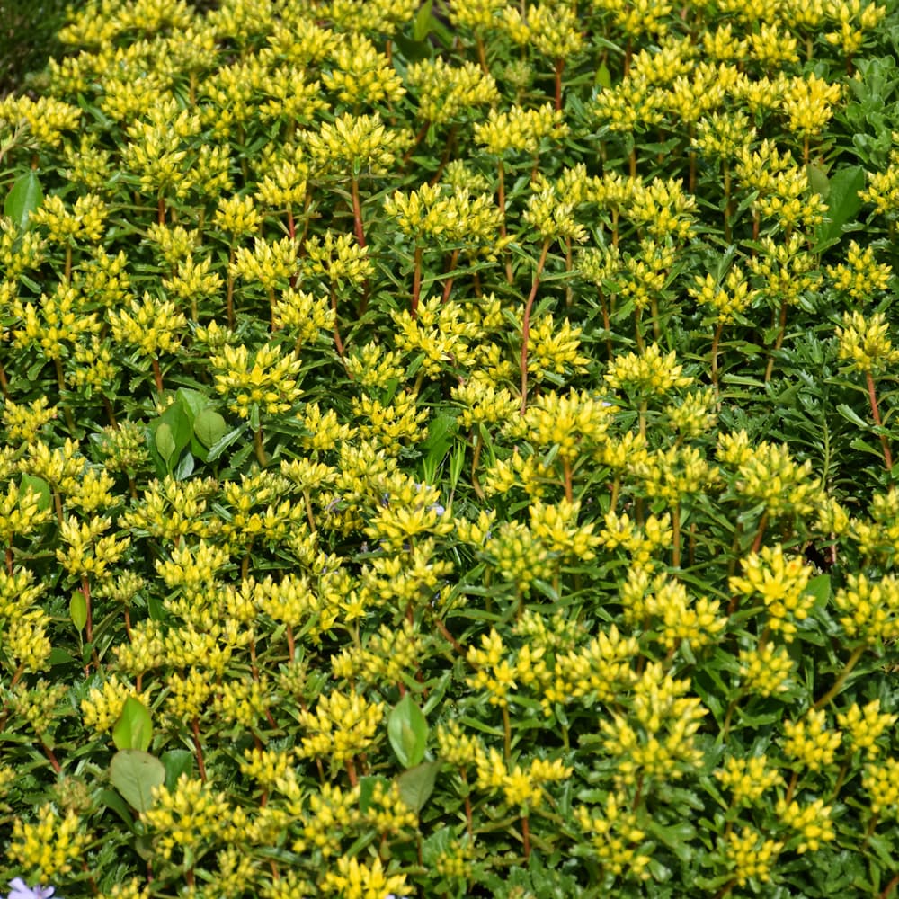 NetPS Plant Finder (www.netpsplantfinder.com)