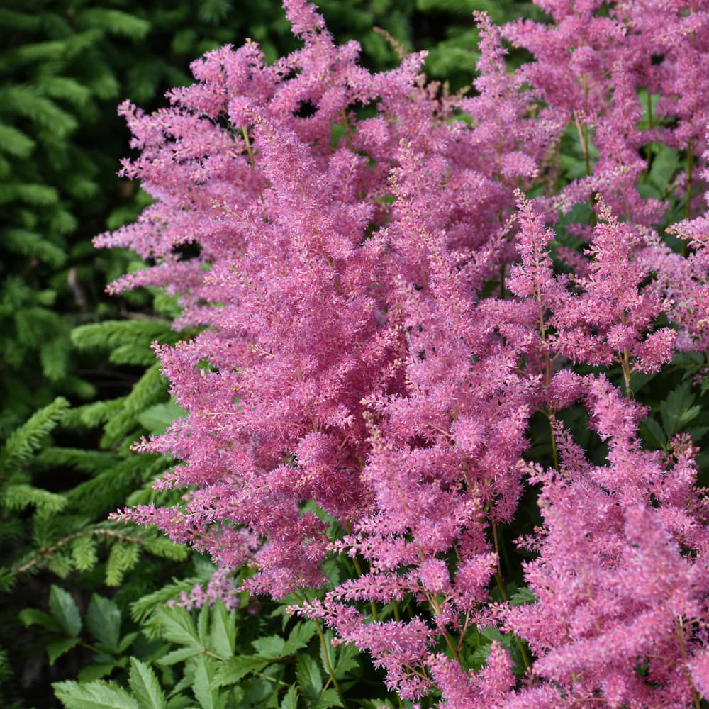 NetPS Plant Finder (www.netpsplantfinder.com)