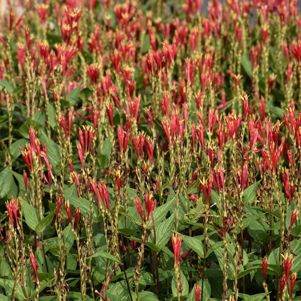 NetPS Plant Finder (www.netpsplantfinder.com)