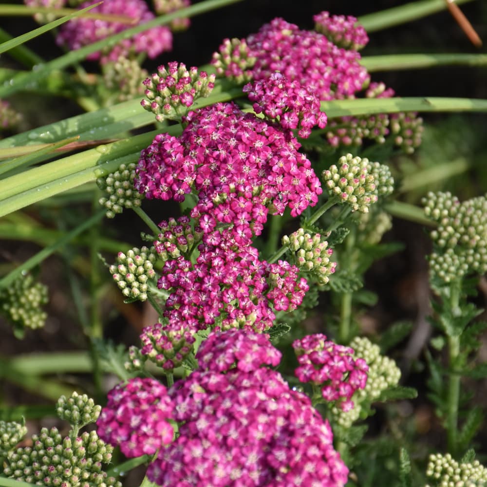 NetPS Plant Finder (www.netpsplantfinder.com)