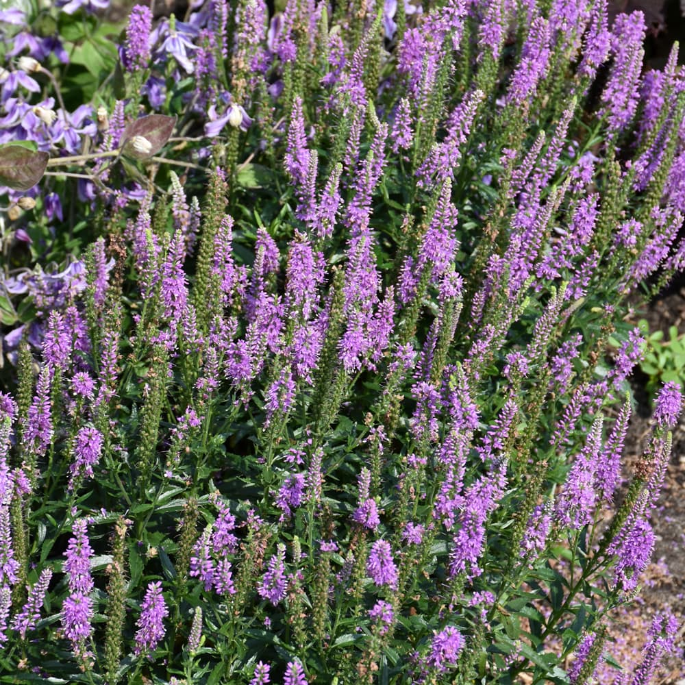 NetPS Plant Finder (www.netpsplantfinder.com)