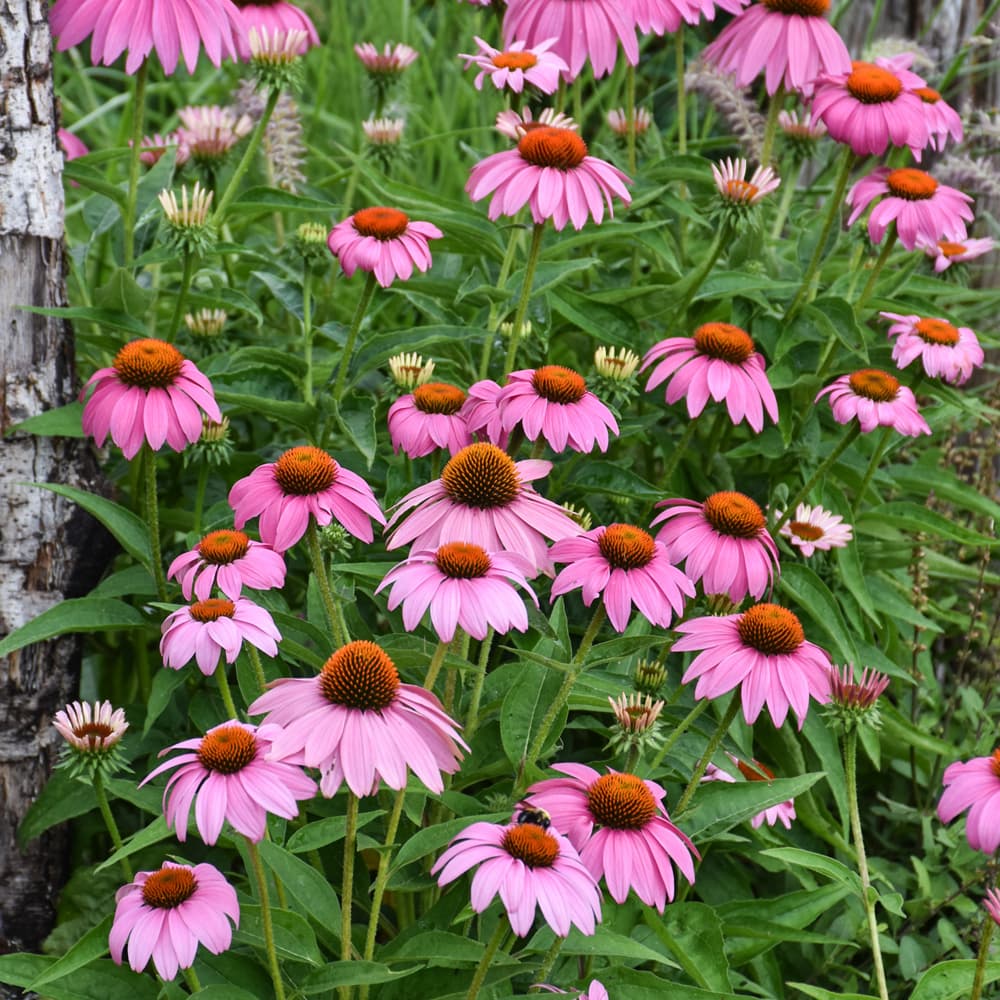 NetPS Plant Finder (www.netpsplantfinder.com)