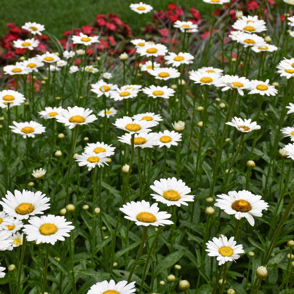 NetPS Plant Finder (www.netpsplantfinder.com)