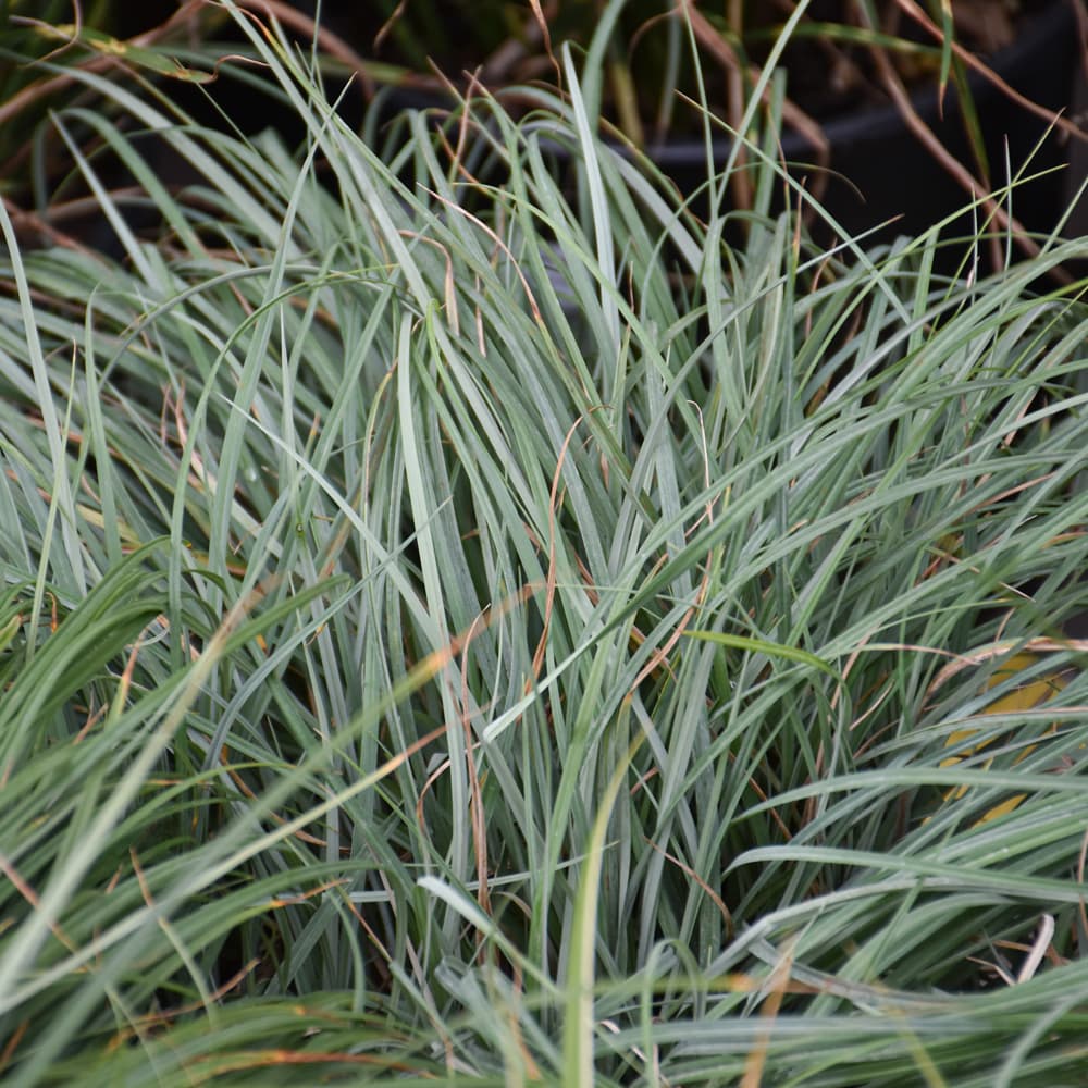 NetPS Plant Finder (www.netpsplantfinder.com)