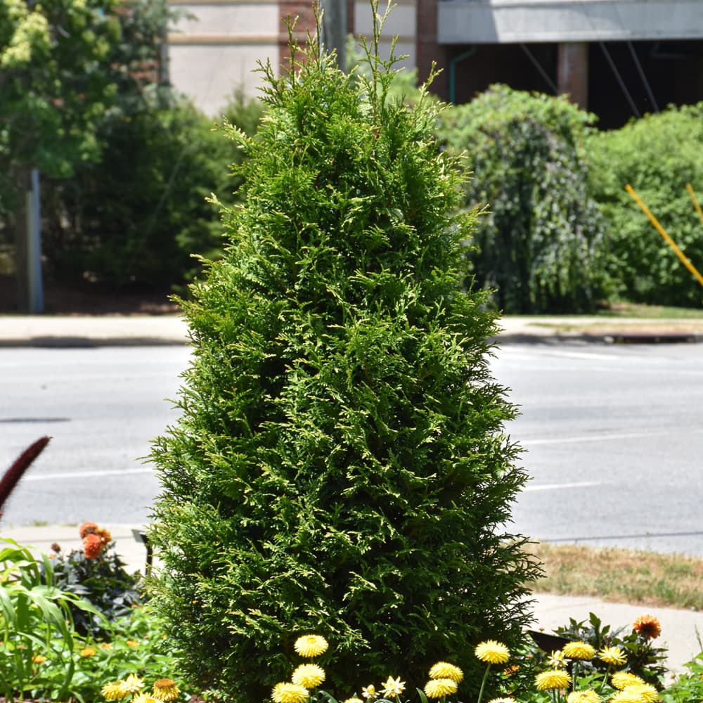 NetPS Plant Finder (www.netpsplantfinder.com)