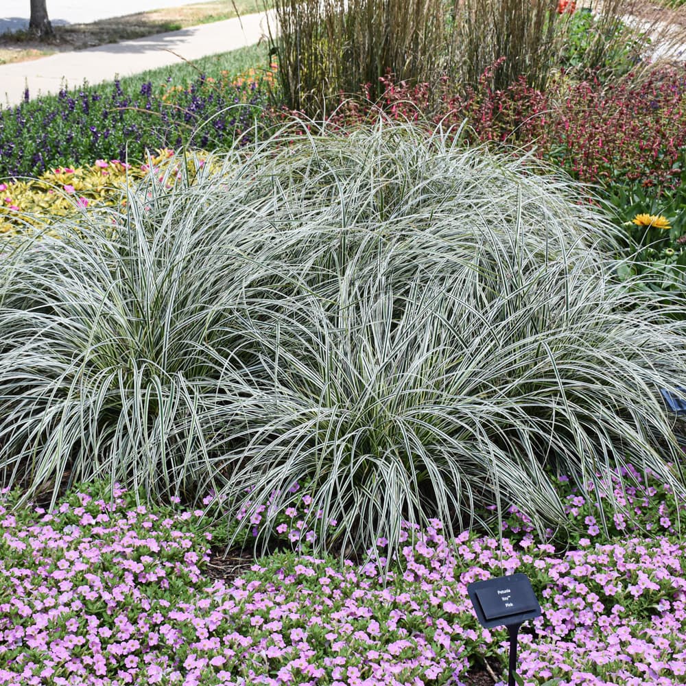 NetPS Plant Finder (www.netpsplantfinder.com)