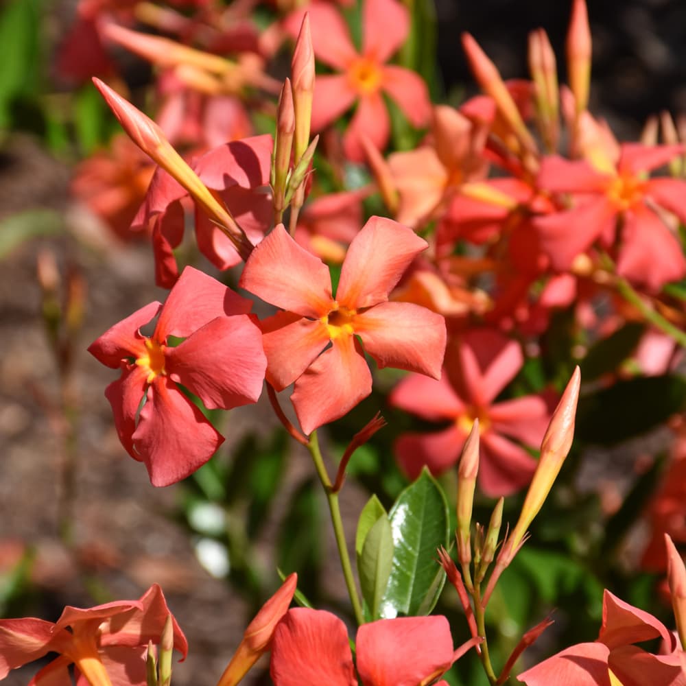 NetPS Plant Finder (www.netpsplantfinder.com)