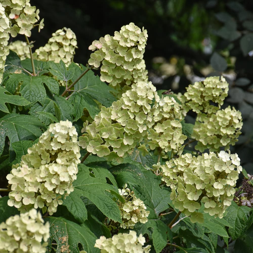 NetPS Plant Finder (www.netpsplantfinder.com)