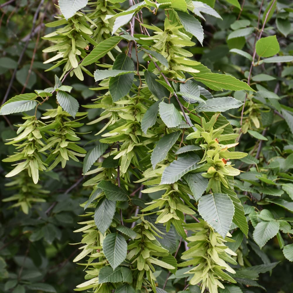 NetPS Plant Finder (www.netpsplantfinder.com)