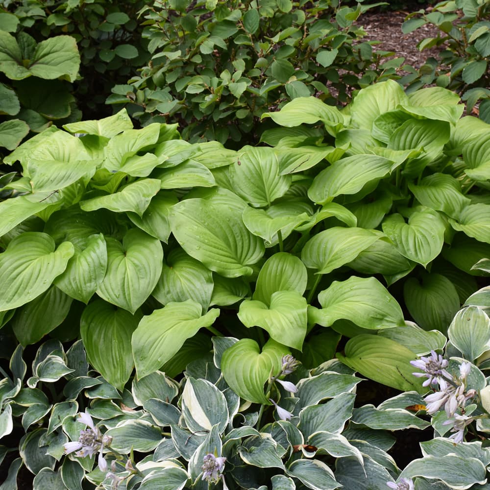 NetPS Plant Finder (www.netpsplantfinder.com)