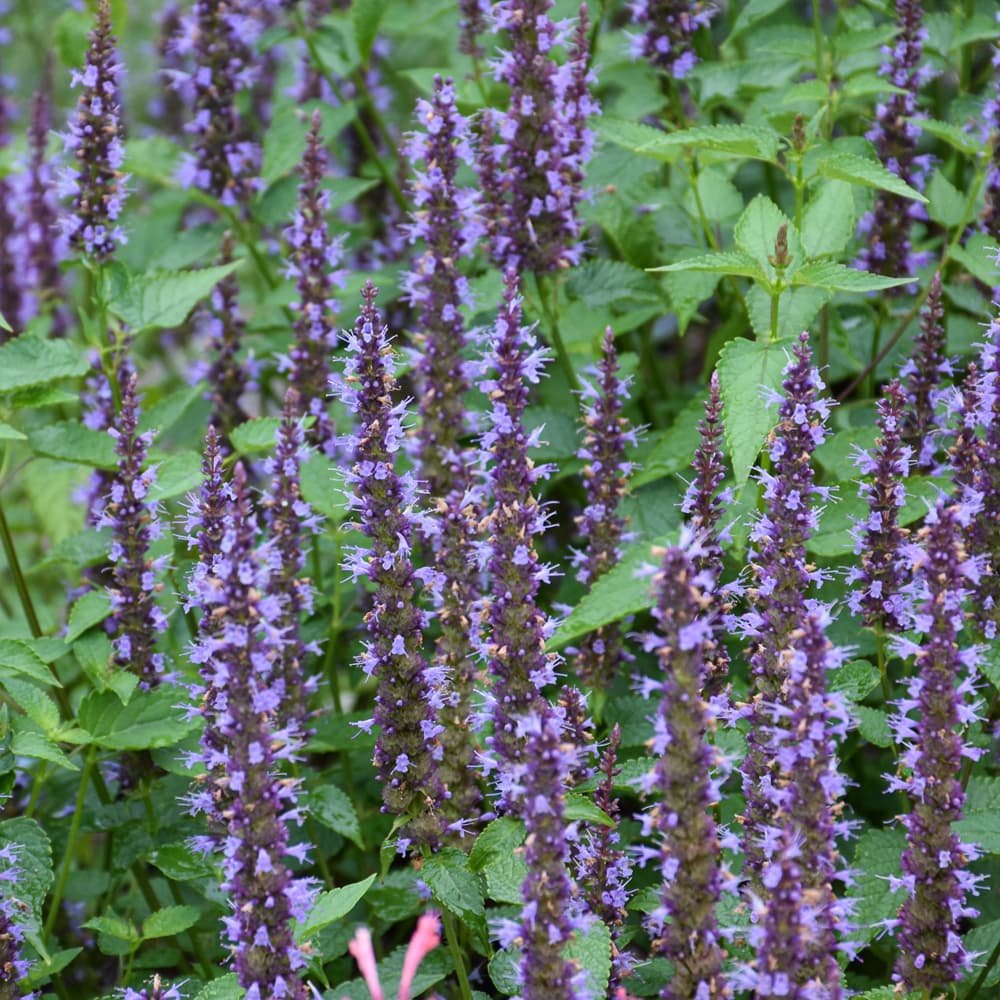 NetPS Plant Finder (www.netpsplantfinder.com)