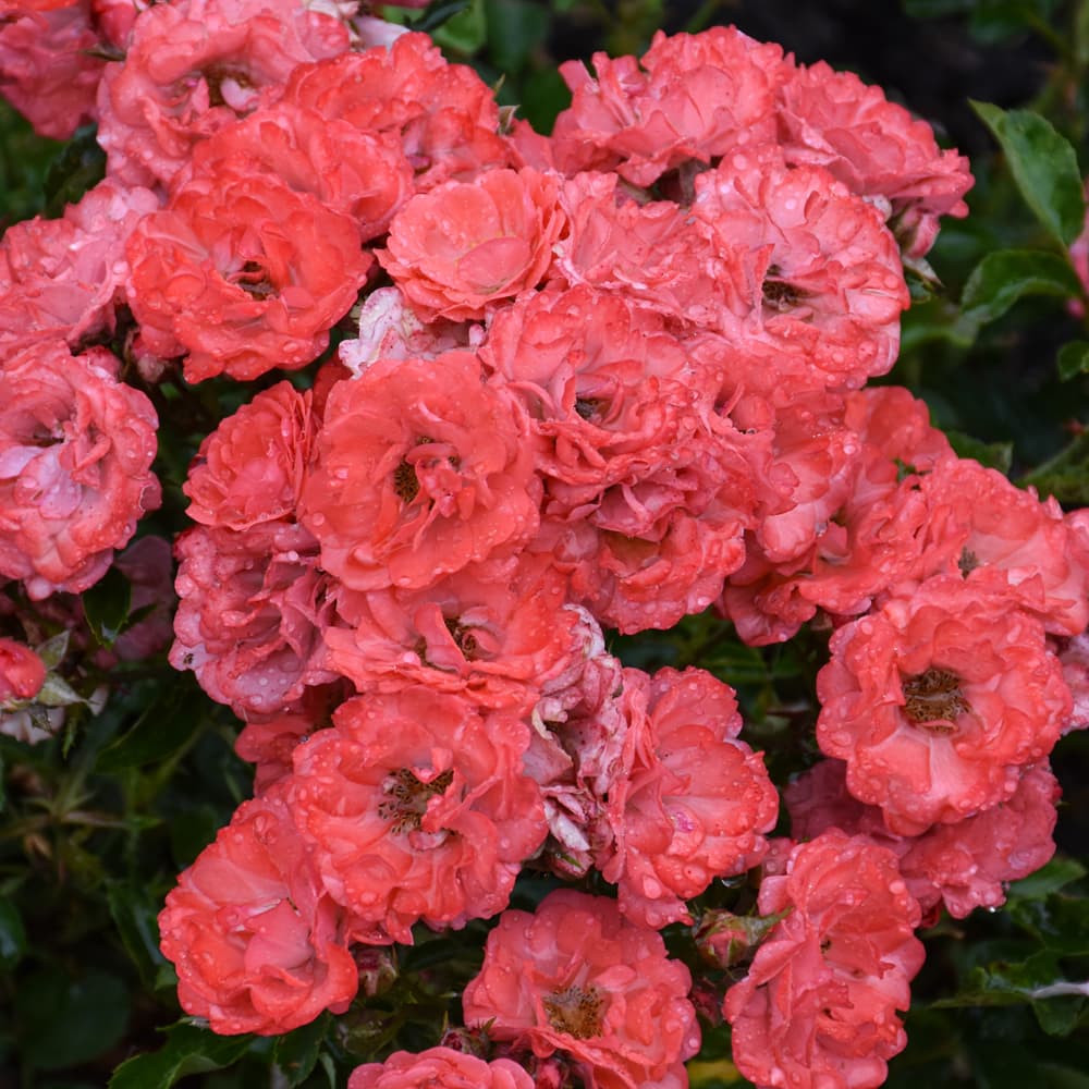 NetPS Plant Finder (www.netpsplantfinder.com)